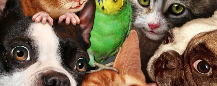 Волнистые попугайчики Селекция: факторы, влияющие и определяющие окраску оперения