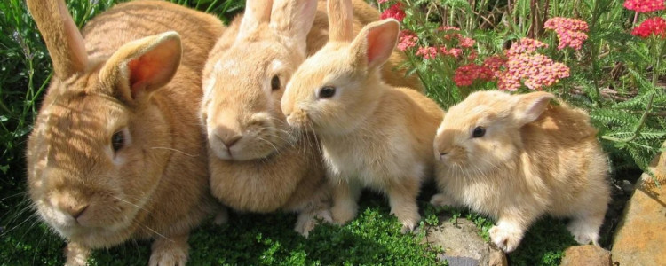 Как правильно питать своих кроликов: основные рекомендации