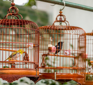 Как обеспечить комфортный проживание птицы в клетке?