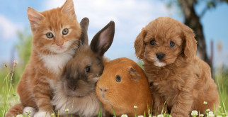 Поели — можно и поспать