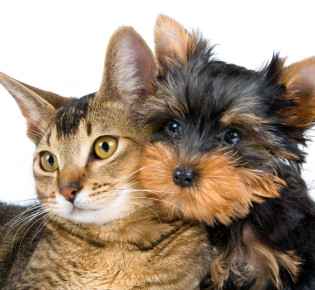 Кот или собака: кто лучший друг человека?