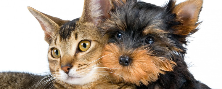 Кот или собака: кто лучший друг человека?